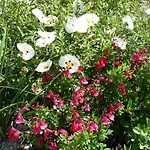Le Mille Fleurs Vakantiehuis