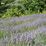 Le Mille Fleurs *