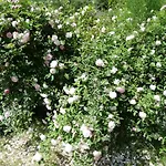 Le Mille Fleurs Feriehus *