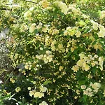 Feriehus Le Mille Fleurs