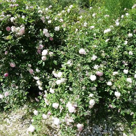 Le Mille Fleurs Сasa de vacaciones *