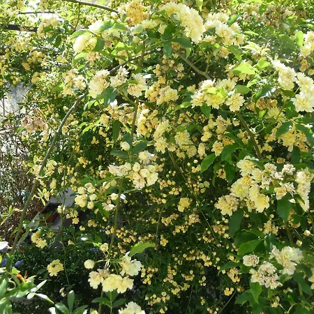 Сasa de vacaciones Le Mille Fleurs