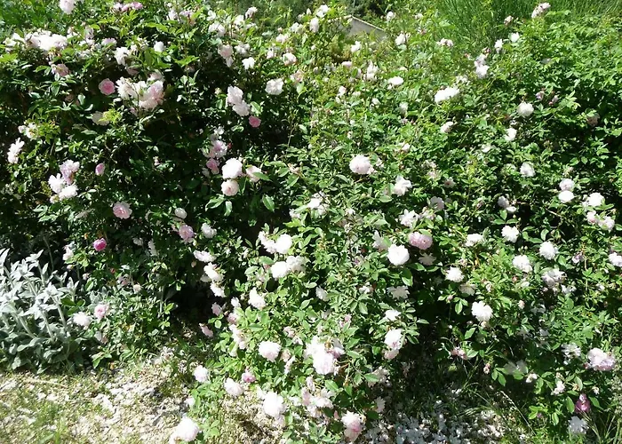 Le Mille Fleurs Hébergement de vacances *