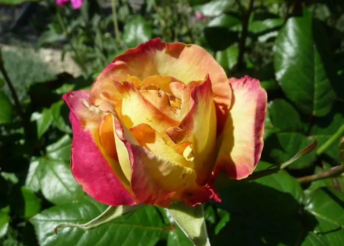 Hébergement de vacances Le Mille Fleurs Aubres