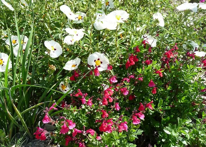 Le Mille Fleurs Hébergement de vacances